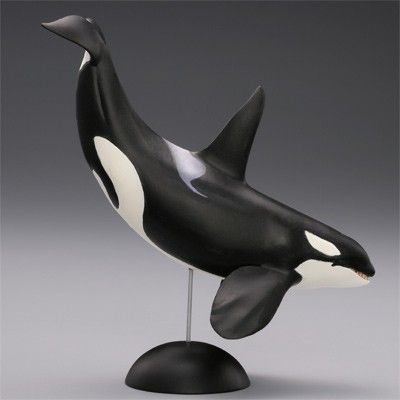 水上精灵 #2-001 虎鲸