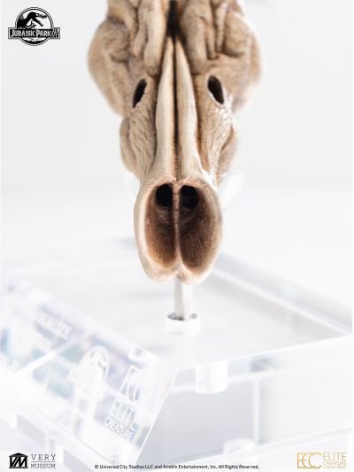 迅猛龙共鸣腔-道具复制品