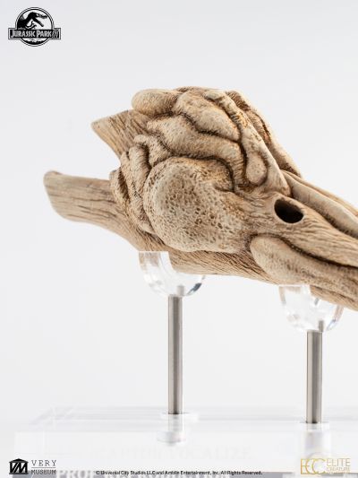 迅猛龙共鸣腔-道具复制品