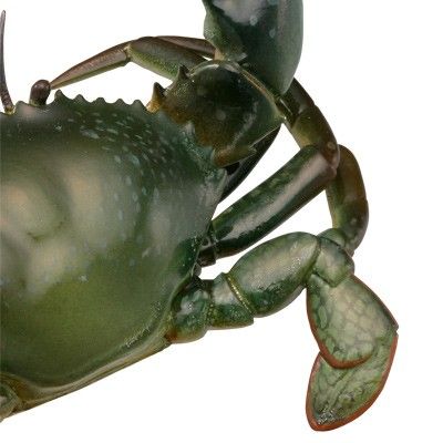 水上精灵#1-006 锯缘青蟹