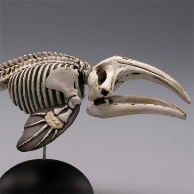 水上精灵 #2-005 露脊鲸（骨骼）