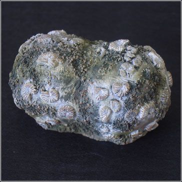 大怪兽系列 归来的奥特曼编 古代怪兽 双尾怪