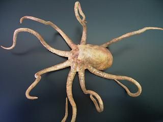 大怪兽系列 奥特Q编 大章鱼 斯塔鲁 彩色版