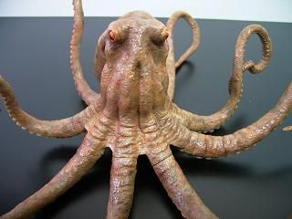 大怪兽系列 奥特Q编 大章鱼 斯塔鲁 彩色版