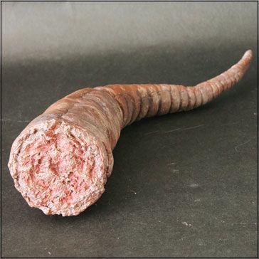 大怪兽系列 奥特曼篇 古代怪兽 哥莫拉