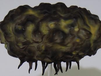 大怪兽系列 奥特Q编 气球怪兽 巴隆加 彩色版