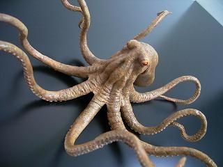 大怪兽系列 奥特Q编 大章鱼 斯塔鲁 彩色版