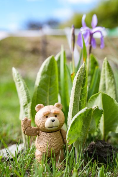 MOVIE REVO No.006 泰迪熊