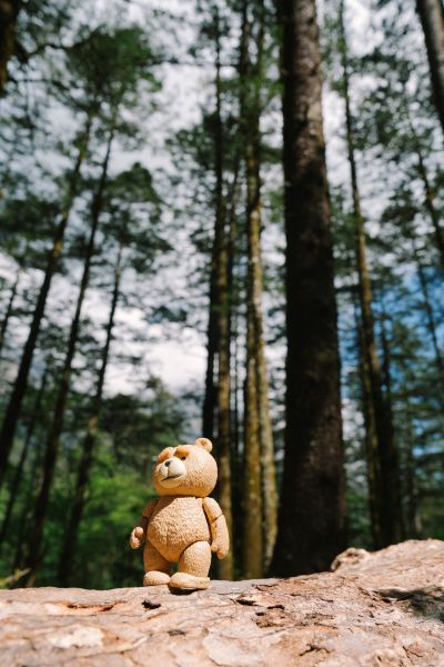 MOVIE REVO No.006 泰迪熊