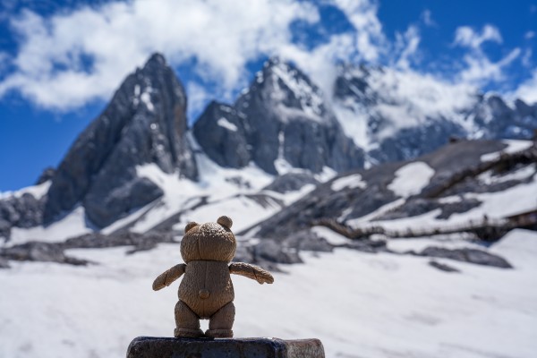 MOVIE REVO No.006 泰迪熊