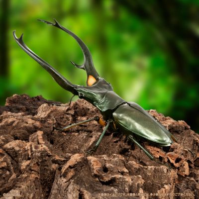 生物大图鉴 进阶版 锹甲02 树皮底座（中号）套装