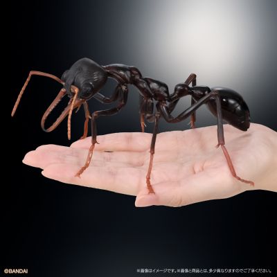 生物大图鉴进阶版 斗牛犬蚁 树皮底座（中号）套装