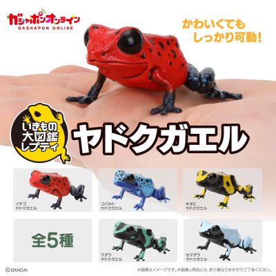 生物大图鉴 爬宠 箭毒蛙