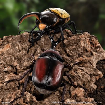 生物大图鉴 独角仙09