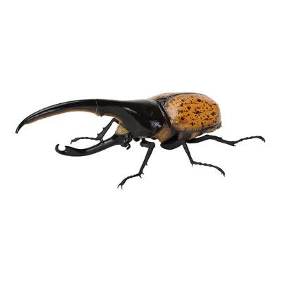 生物大图鉴 独角仙09