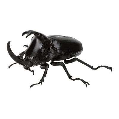 生物大图鉴 独角仙09