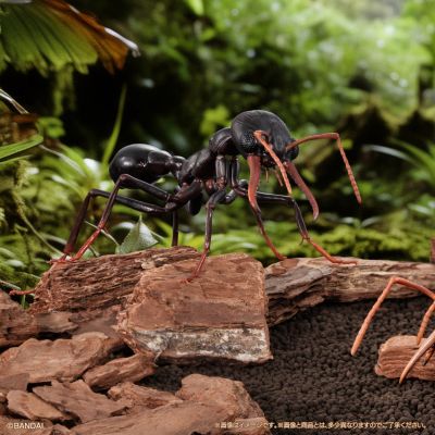 生物大图鉴进阶版 斗牛犬蚁 树皮底座（中号）套装