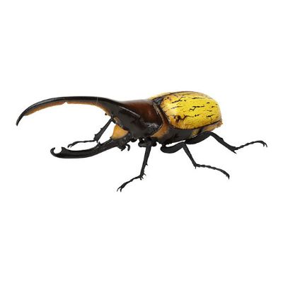 生物大图鉴 独角仙09