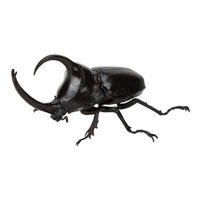 生物大图鉴 独角仙09