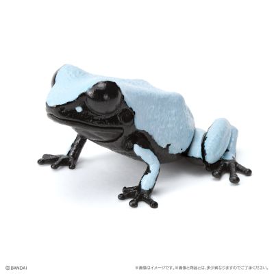 生物大图鉴 爬宠 箭毒蛙