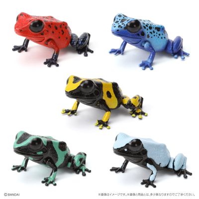 生物大图鉴 爬宠 箭毒蛙