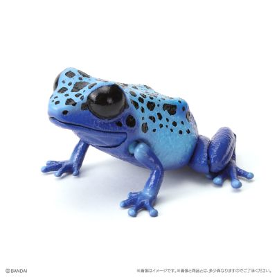 生物大图鉴 爬宠 箭毒蛙