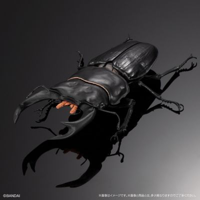 生物大图鉴 进阶版 锹甲02 树皮底座（中号）套装