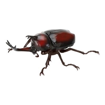 生物大图鉴 独角仙09