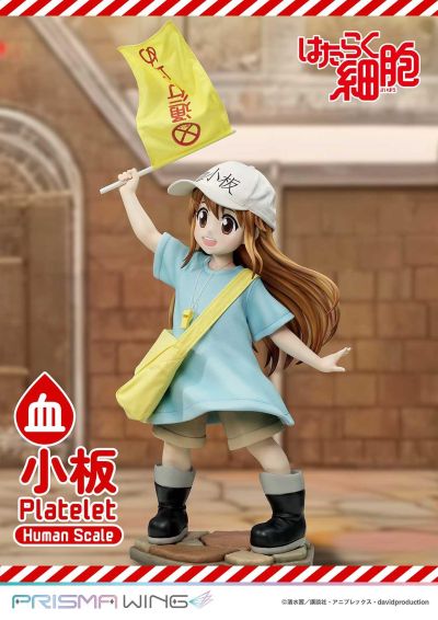 真人比例主线 工作细胞 血小板