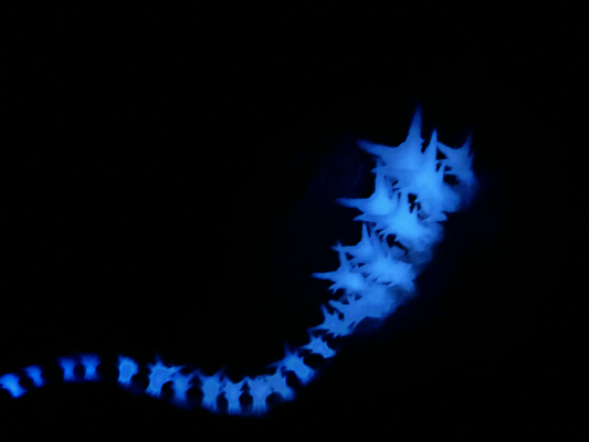 东宝极致！哥斯拉-1.0（充能）