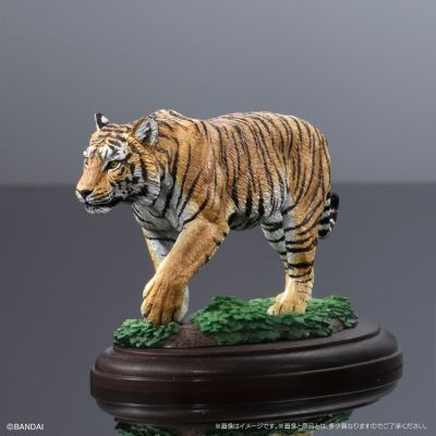 生物大图鉴 陈列模型系列 野生猫科动物