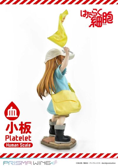 真人比例主线 工作细胞 血小板