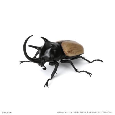 生物大图鉴　甲虫10　树皮台座（小）套装