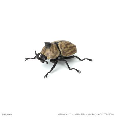 生物大图鉴　甲虫10　树皮台座（小）套装