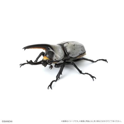 生物大图鉴　甲虫10　树皮台座（小）套装