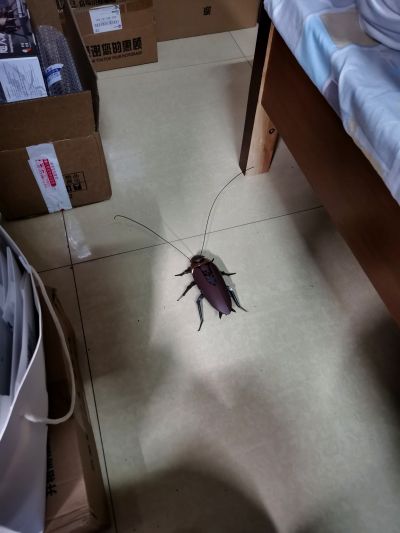 粤式·重型多功能通勤载具 超大蠊