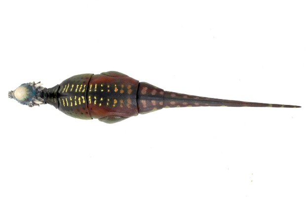 怀俄明肿头龙- 可动玩偶