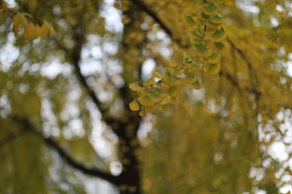 一番赏 けいおん!! 中野梓 Santa ver. 