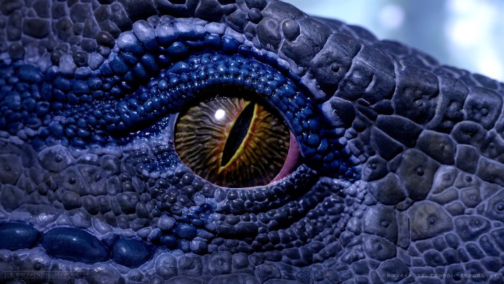 小蓝（Blue） 1/2 比例