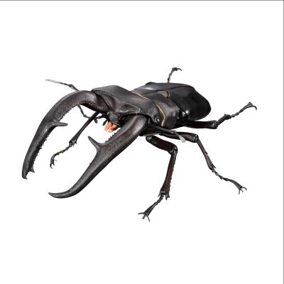 生物大图鉴Premium 巨颚叉角锹形虫（黑色）