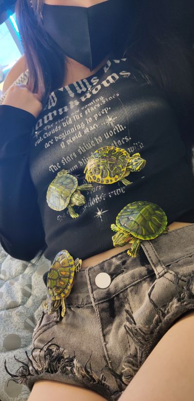 进化生物大图鉴 龟01