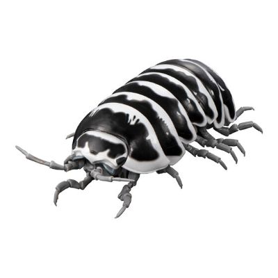 生物大图鉴 鼠妇