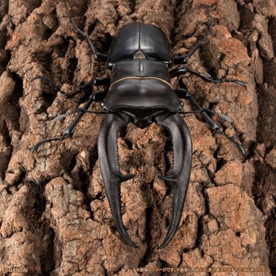 生物大图鉴Premium 巨颚叉角锹形虫（黑色）