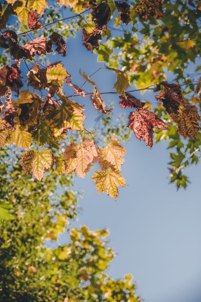 梦想协奏曲！ 玩偶 迷途之子！！！！！ 高松灯/千早爱音/要乐奈/长崎爽世/椎名立希