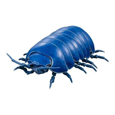 生物大图鉴 鼠妇