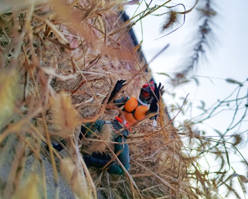 S.H.Figuarts 假面骑士亚马逊