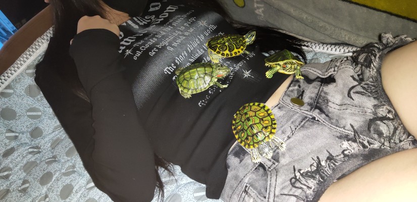 进化生物大图鉴 龟01