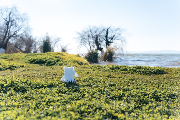 狼与香辛料 merchant meets the wise wolf 大尺寸40公分毛绒玩偶 赫萝