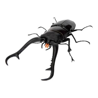 生物大图鉴 锹形虫11