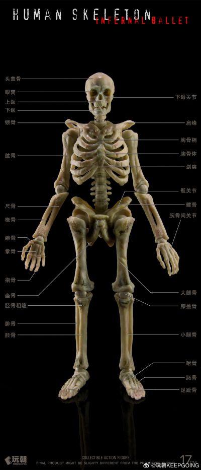 生物课堂 人体骨骼